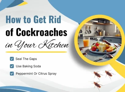 how to get rid of cockroaches in your kitchen