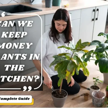 Can We Keep Money Plants in the Kitchen? Unlock Prosperity with Vastu Tips