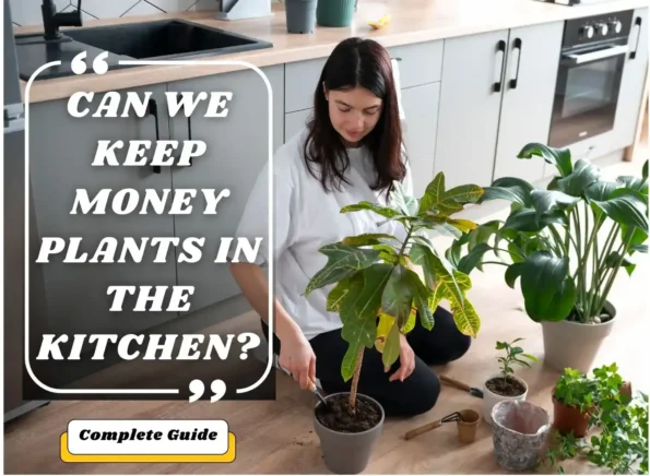 can we keep money plants in the kitchen