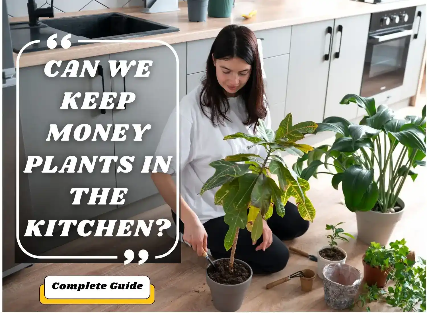 can we keep money plants in the kitchen