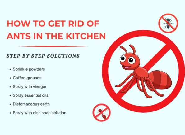 how to get rid of ants in kitchen